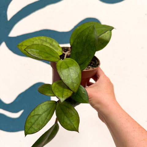 Hoya PMP176 'Joy' x 'Jennifer' - Sprouts of Bristol