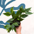 Hoya polyneura ‘RC Mutation’ – Marbled Fishtail Hoya - Sprouts of Bristol