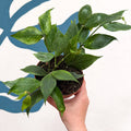 Hoya polyneura ‘RC Mutation’ – Marbled Fishtail Hoya - Sprouts of Bristol