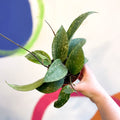 Hoya rangsan - Sprouts of Bristol