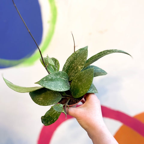 Hoya rangsan - Sprouts of Bristol