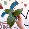 Hoya sigillatis - Sprouts of Bristol