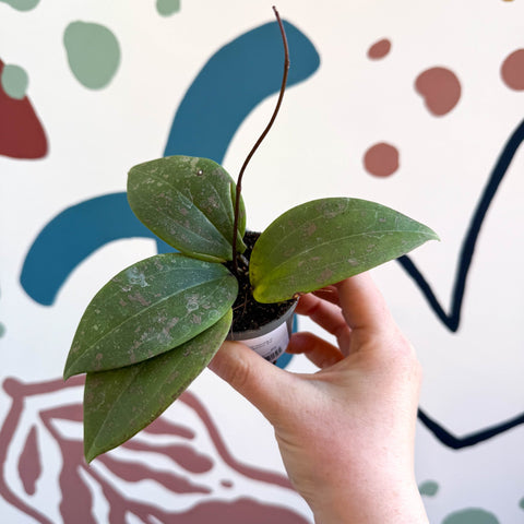 Hoya sigillatis - Sprouts of Bristol