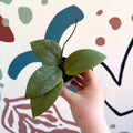 Hoya sigillatis - Sprouts of Bristol