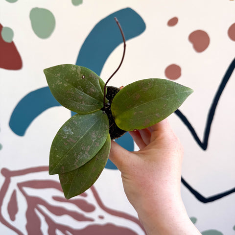 Hoya sigillatis - Sprouts of Bristol