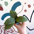 Hoya sigillatis - Sprouts of Bristol