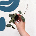 Hoya sigillatis ‘Silver’ - Sprouts of Bristol