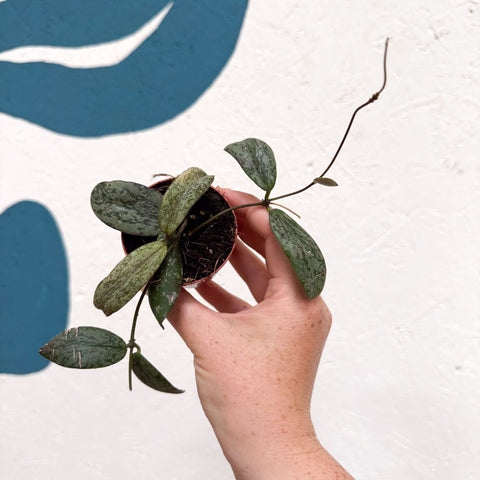 Hoya sigillatis ‘Silver’ - Sprouts of Bristol