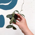 Hoya sigillatis ‘Silver’ - Sprouts of Bristol