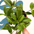 Hoya sp. UT208 - Sprouts of Bristol