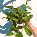 Hoya sp. UT208 - Sprouts of Bristol