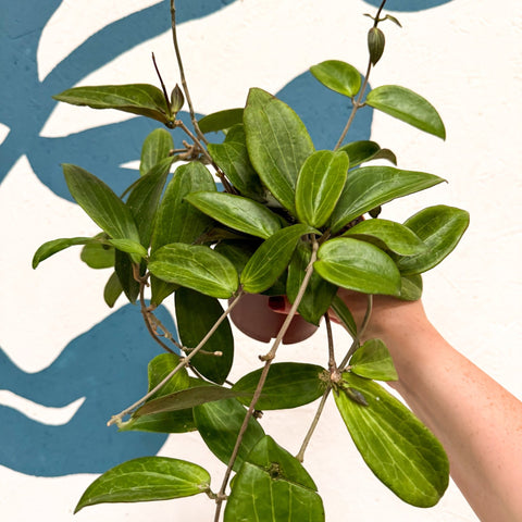 Hoya sp. UT208 - Sprouts of Bristol