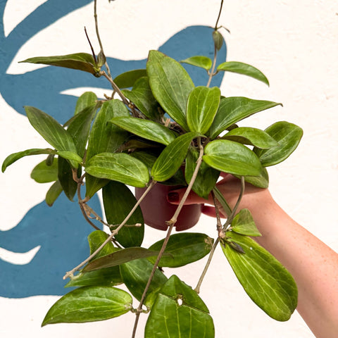Hoya sp. UT208 - Sprouts of Bristol