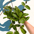 Hoya sp. UT208 - Sprouts of Bristol