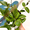 Hoya sp. UT208 - Sprouts of Bristol