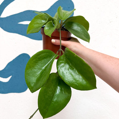 Hoya surigaoensis EG 00897 - Sprouts of Bristol