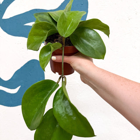 Hoya surigaoensis EG 00897 - Sprouts of Bristol