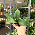 Hoya verticillata (wibergiae) IML 1618 - Sprouts of Bristol