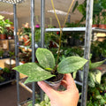 Hoya verticillata (wibergiae) IML 1618 - Sprouts of Bristol