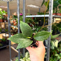 Hoya verticillata (wibergiae) IML 1618 - Sprouts of Bristol