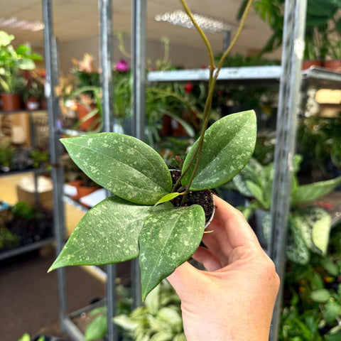 Hoya verticillata (wibergiae) IML 1618 - Sprouts of Bristol