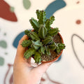 Huernia confusa - Starfish Flower - Sprouts of Bristol