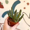 Huernia macrocarpa - Carrion Flower - Sprouts of Bristol