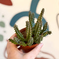 Huernia macrocarpa - Carrion Flower - Sprouts of Bristol