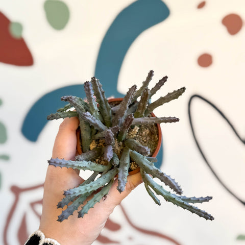 Huernia pendula - Carrion Flower - Sprouts of Bristol