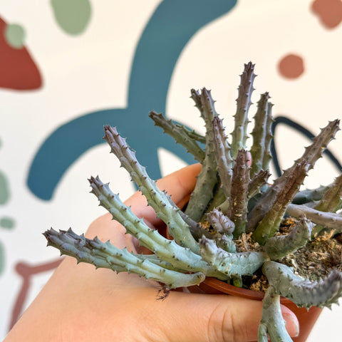 Huernia pendula - Carrion Flower - Sprouts of Bristol