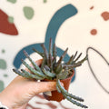 Huernia pendula - Carrion Flower - Sprouts of Bristol