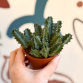 Huernia zebrina - Lifesaver Plant - Sprouts of Bristol