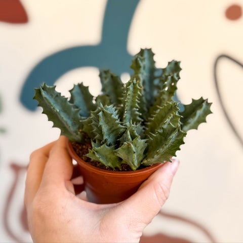 Huernia zebrina - Lifesaver Plant - Sprouts of Bristol