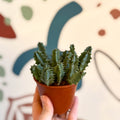 Huernia zebrina - Lifesaver Plant - Sprouts of Bristol