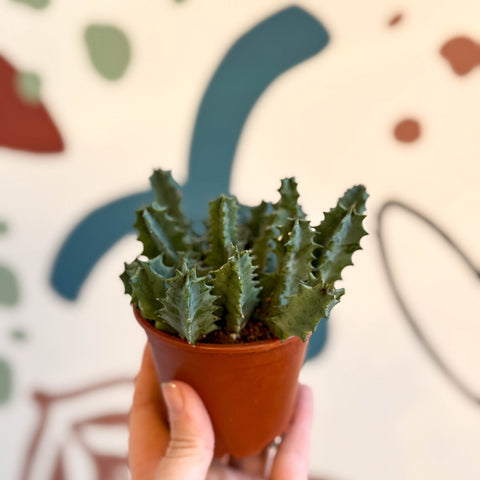 Huernia zebrina - Lifesaver Plant - Sprouts of Bristol