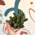 Huernia zebrina - Lifesaver Plant - Sprouts of Bristol