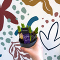 Hyacinthus multiflora ‘Blue Pearl’ - Potted Blue Hyacinth Bulbs - Sprouts of Bristol