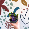 Hyacinthus multiflora ‘Blue Pearl’ - Potted Blue Hyacinth Bulbs - Sprouts of Bristol