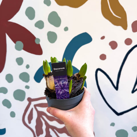 Hyacinthus multiflora ‘Blue Pearl’ - Potted Blue Hyacinth Bulbs - Sprouts of Bristol