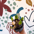 Hyacinthus multiflora ‘Blue Pearl’ - Potted Blue Hyacinth Bulbs - Sprouts of Bristol