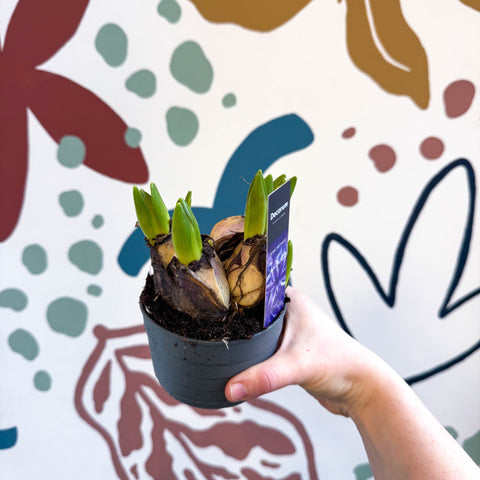 Hyacinthus multiflora ‘Blue Pearl’ - Potted Blue Hyacinth Bulbs - Sprouts of Bristol