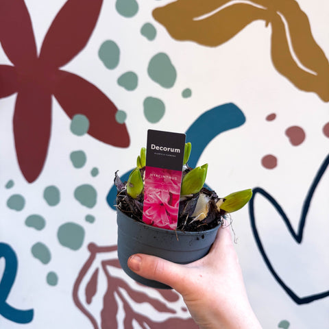 Hyacinthus multiflora ‘Pink Pearl’ - Potted Pink Hyacinth Bulbs - Sprouts of Bristol