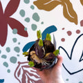Hyacinthus multiflora ‘Pink Pearl’ - Potted Pink Hyacinth Bulbs - Sprouts of Bristol