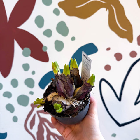 Hyacinthus multiflora ‘Pink Pearl’ - Potted Pink Hyacinth Bulbs - Sprouts of Bristol