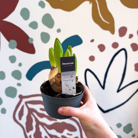 Hyacinthus multiflora ‘White Pearl’ - Potted White Hyacinth Bulbs - Sprouts of Bristol
