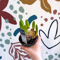 Hyacinthus multiflora ‘White Pearl’ - Potted White Hyacinth Bulbs - Sprouts of Bristol