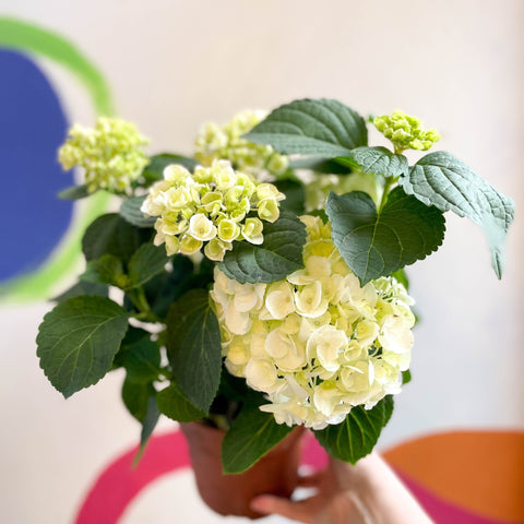 Hydrangea macrophylla 'Crystal Palace' - Sprouts of Bristol