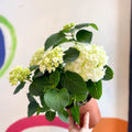 Hydrangea macrophylla 'Crystal Palace' - Sprouts of Bristol