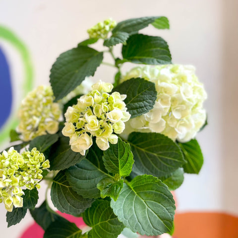 Hydrangea macrophylla 'Crystal Palace' - Sprouts of Bristol