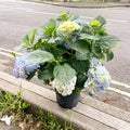 Hydrangea macrophylla 'Hi River Blue' - Sprouts of Bristol
